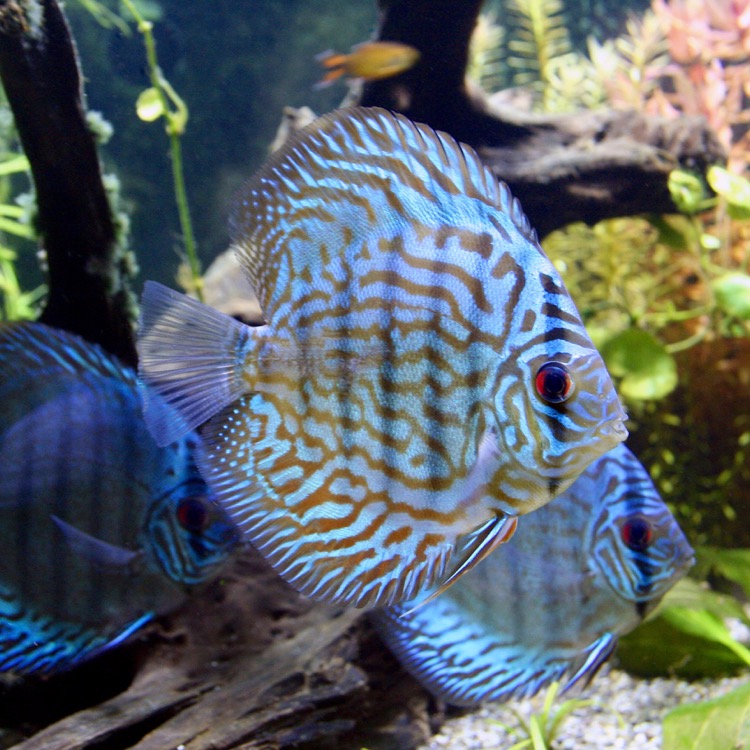 S.discus   Discus blue turquoise 6-7